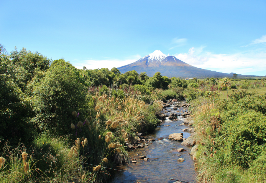 Riparian planting in Taranaki Riparian planting in Taranaki
