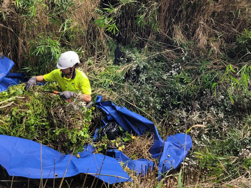 Madeira vine removal 2