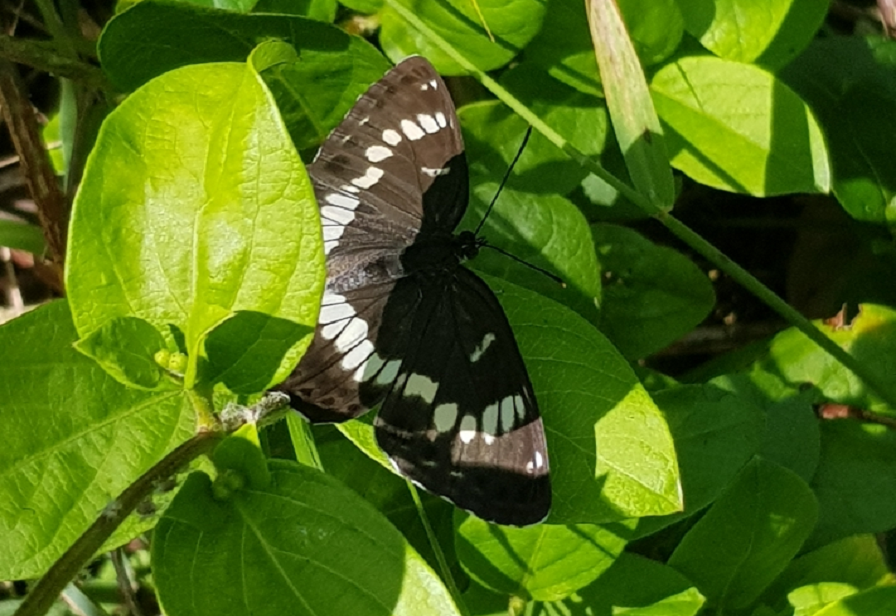 Honshu white admiral butterfly butterflyresized