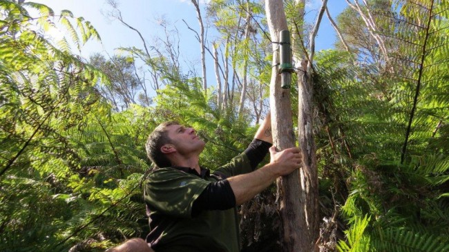Setting a digital listening device to monitor native bird and bat populations. 