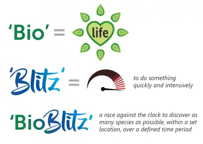 What's a BioBlitz? 'Bio' means life and to 'Blitz' is to do something quickly an