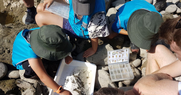 Freshwater - Ngamatapouri School students study macro-invertebrates