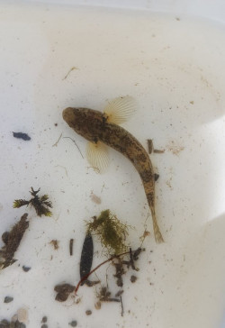 Freshwater - Ngamatapouri School students study macro-invertebrates