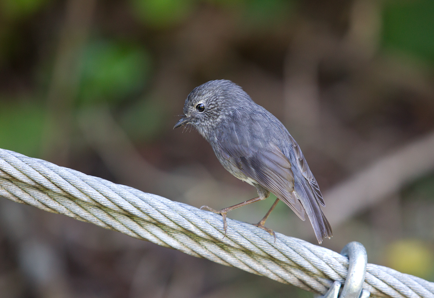 North Island robin at Lake Mangamahoe photo by Tony Green NIrobin3 resized