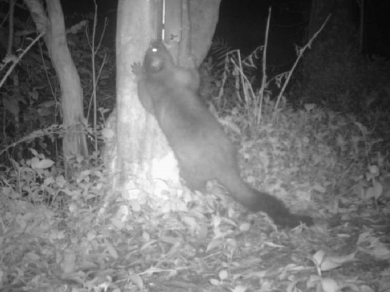 barrier possum web