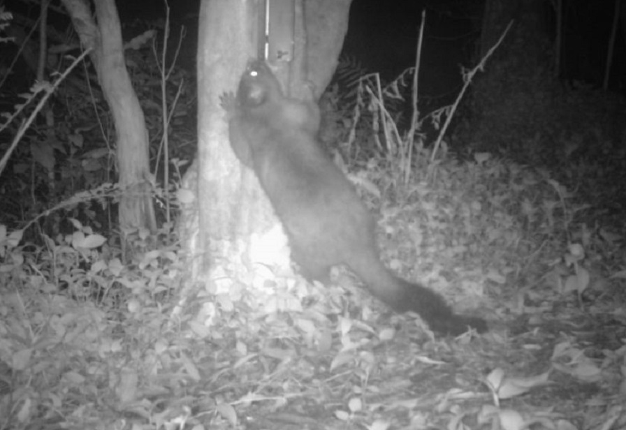 barrier possum web