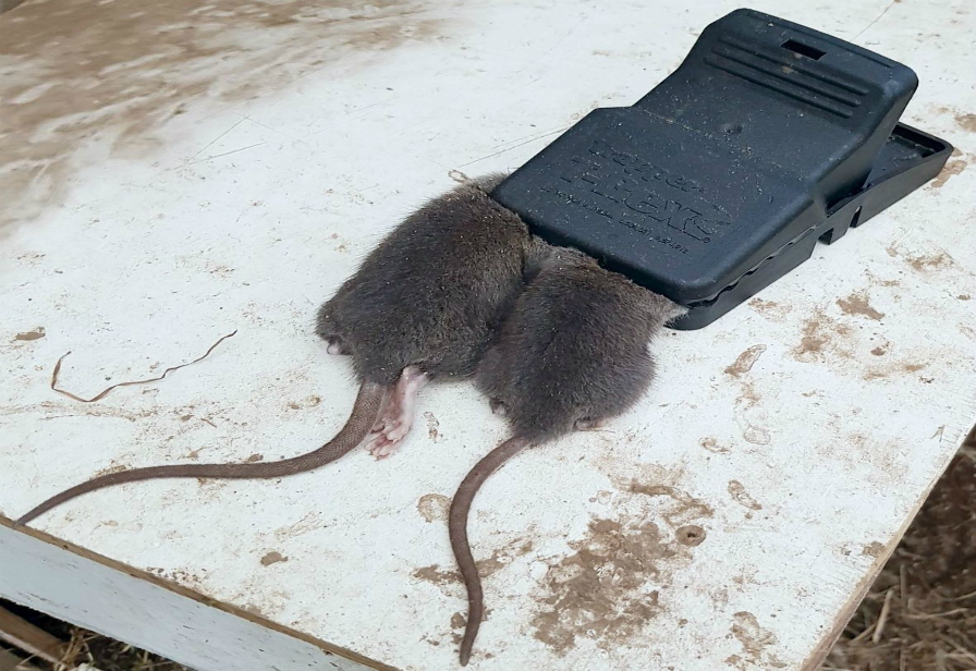 two rats in a rat trap