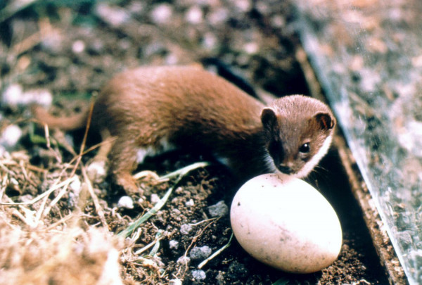 Weasel with egg