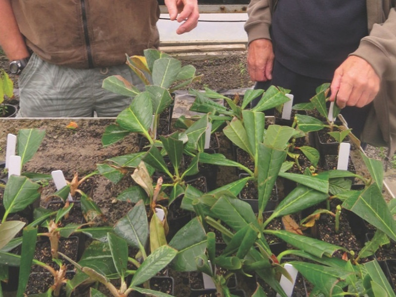 Rhododendron cuttings at Pukeiti. 