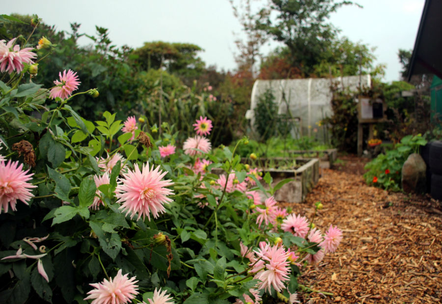 Photo of Bernie's home garden at Hollard Gardens