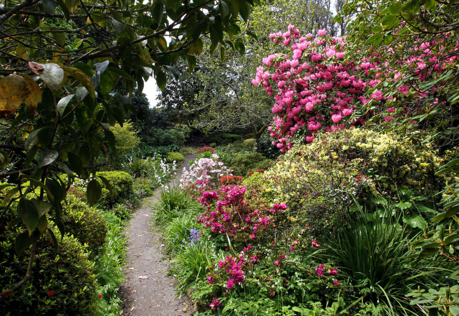 Photo of spring flowers at Hollard Gardens