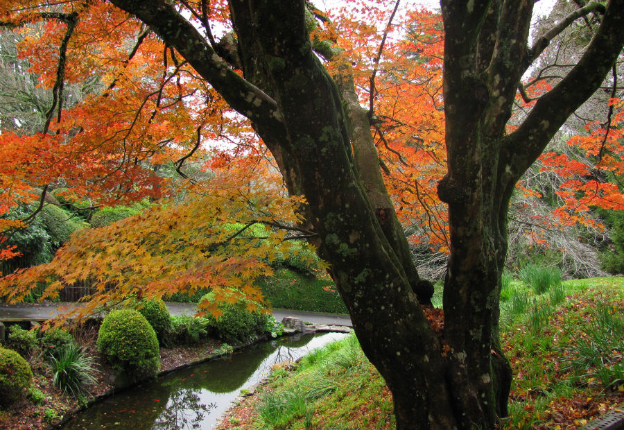 The stunning Maple over the alpha pond at Tūpare