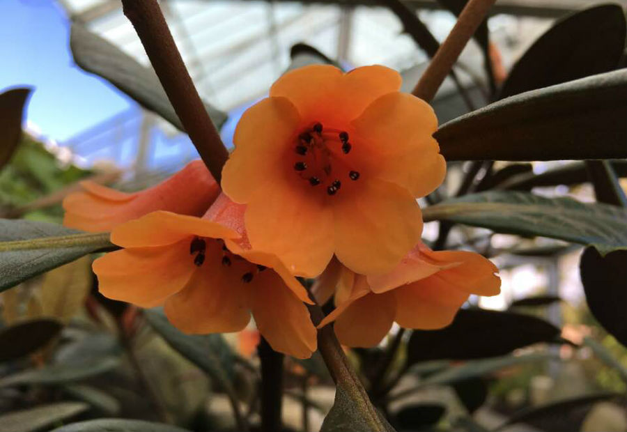 Picture of an orange Vireya Rhododendron