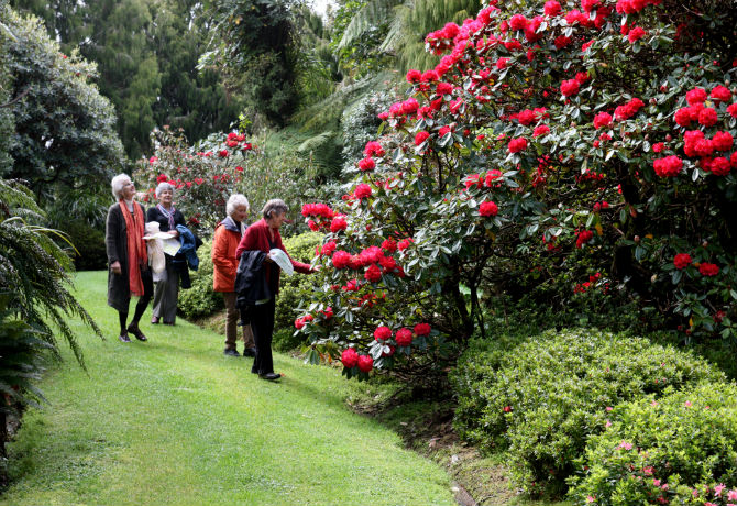 Image of Rhododendrons and exotic plants at Pukeiti
