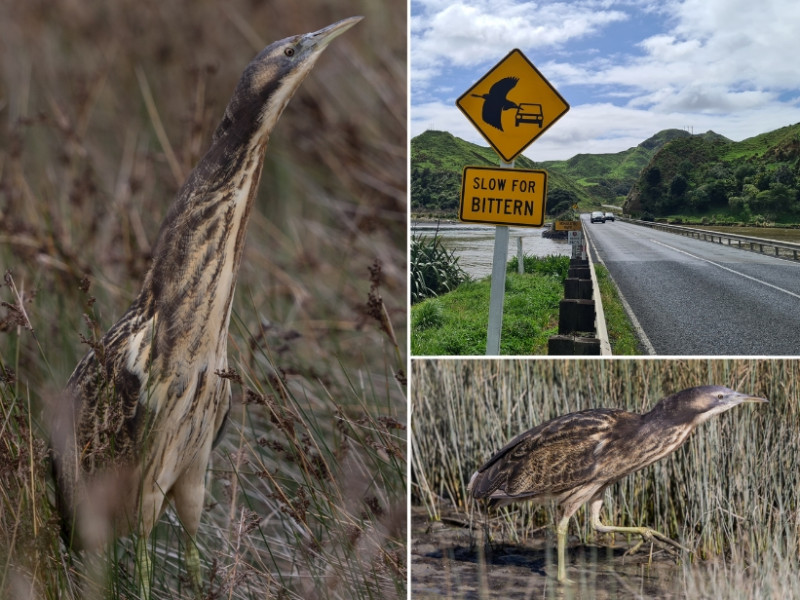 Bittern Sightings Media release 27 September 2024