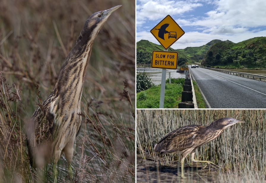 Bittern Sightings Media release 27 September 2024