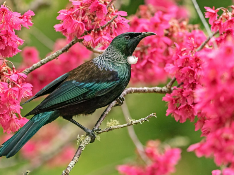 Website image Tui Conservation Week Expo 28 August 2024