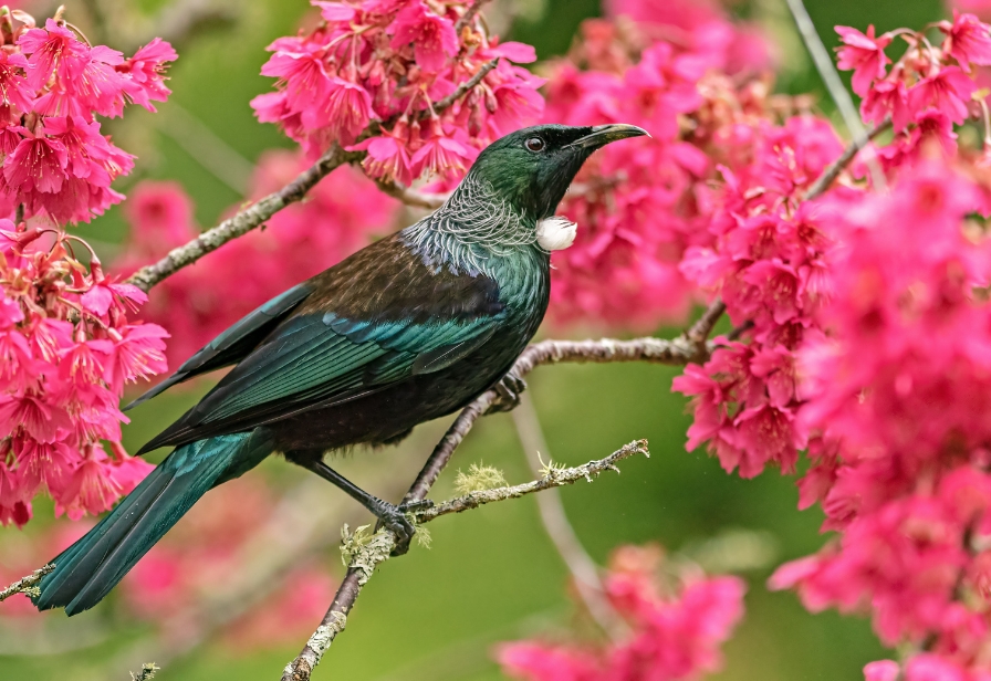 Website image Tui Conservation Week Expo 28 August 2024