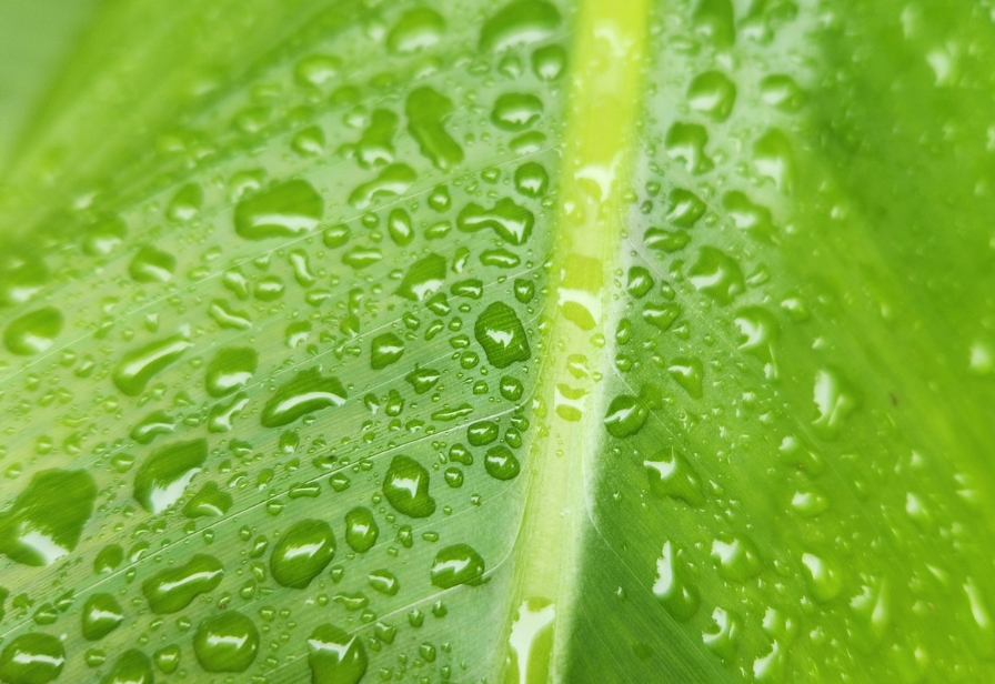 Water on leaf April 2024 Rainfall 896x616