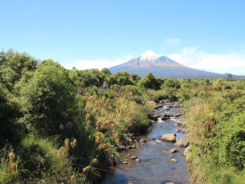 Taranaki riparian planting - Puneho stream
