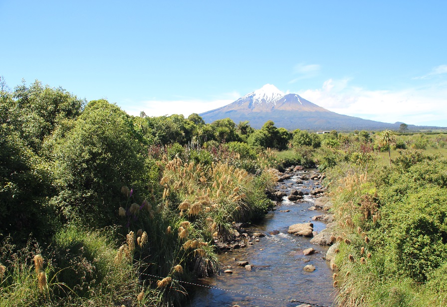 Taranaki riparian planting - Puneho stream